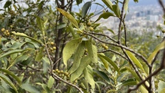 Aidia cochinchinensis