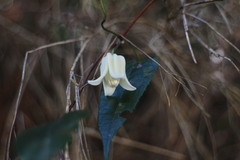 Clematis henryi