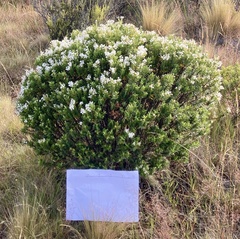 Veronica brachysiphon