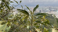 Aidia cochinchinensis