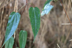 Clematis henryi