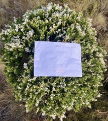 Veronica brachysiphon