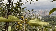 Aidia cochinchinensis