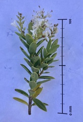 Veronica brachysiphon