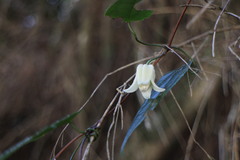 Clematis henryi