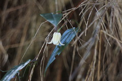 Clematis henryi