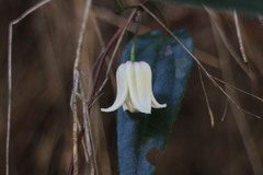 Clematis henryi