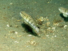 Amblygobius phalaena