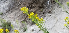 Solidago nana