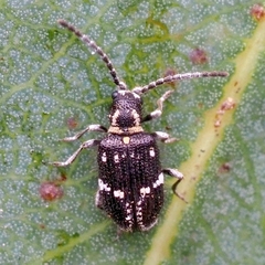 Ptinus