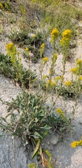 Solidago nana