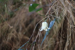 Clematis henryi