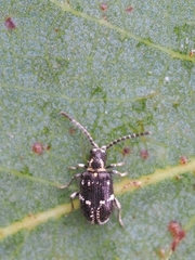 Ptinus