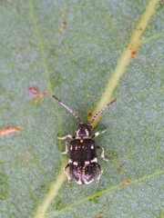 Ptinus