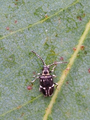Ptinus