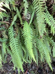 Phegopteris decursive-pinnata