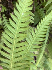 Phegopteris decursive-pinnata