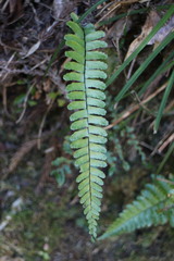 Asplenium normale normale