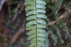 Asplenium normale normale