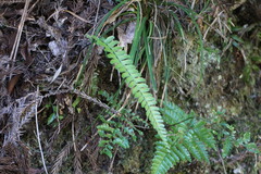 Asplenium normale normale
