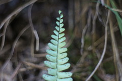 Asplenium normale normale