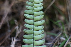 Asplenium normale normale