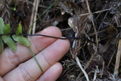 Asplenium normale normale