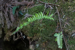 Asplenium normale normale