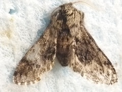 Apocheima hispidaria