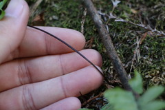 Asplenium normale normale