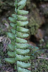 Asplenium normale normale