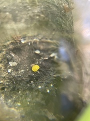 Calycina claroflava