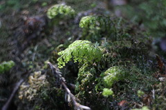 Hymenophyllum paniculiflorum