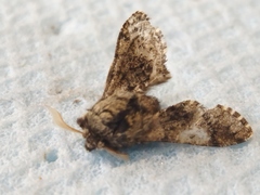 Apocheima hispidaria