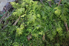 Hymenophyllum paniculiflorum