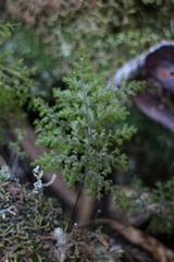 Hymenophyllum paniculiflorum