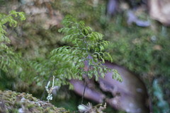 Hymenophyllum paniculiflorum