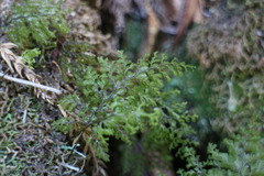 Hymenophyllum paniculiflorum
