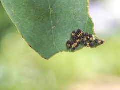 Doratifera vulnerans