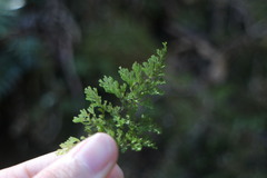 Hymenophyllum paniculiflorum