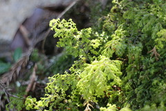 Hymenophyllum paniculiflorum