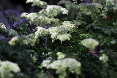 Hymenophyllum paniculiflorum