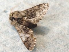 Apocheima hispidaria