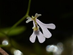 Stylidium exiguum
