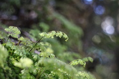 Hymenophyllum paniculiflorum