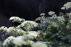 Hymenophyllum paniculiflorum