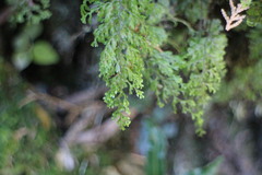 Hymenophyllum paniculiflorum
