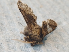 Apocheima hispidaria