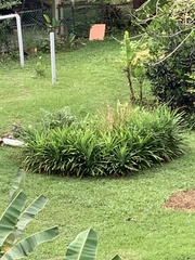 Pandanus amaryllifolius