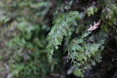 Hymenophyllum paniculiflorum